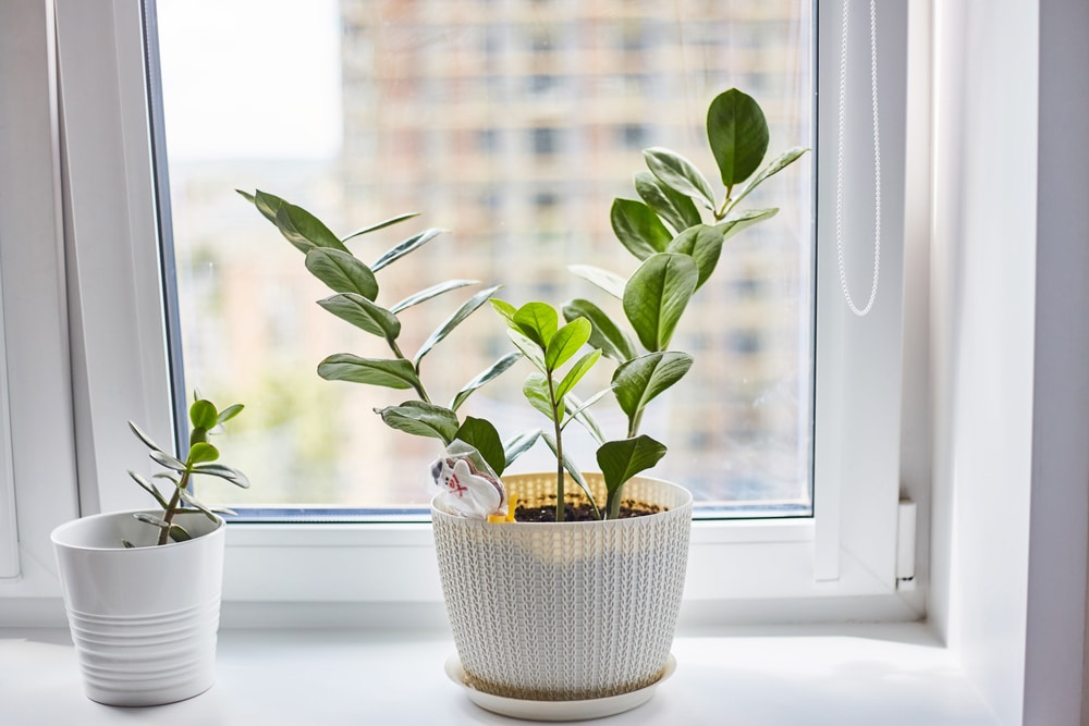 How to Choose the Right Size and Style of Garden Windows for Your Home