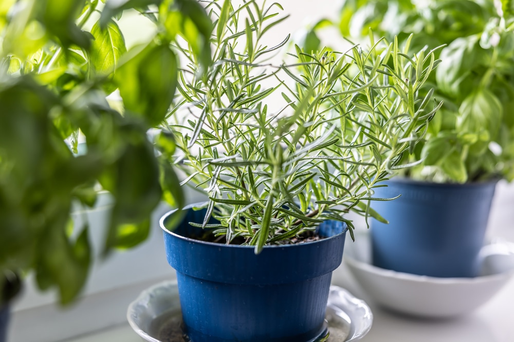 The Best Plants to Grow in Your Garden Windows Year-Round